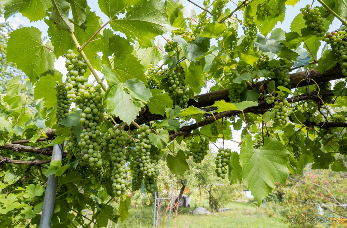 EXKLUZÍVNE : NA PREDAJ SLNEČNÁ ZÁHRADA NA SUCHOM VRCHU - 10