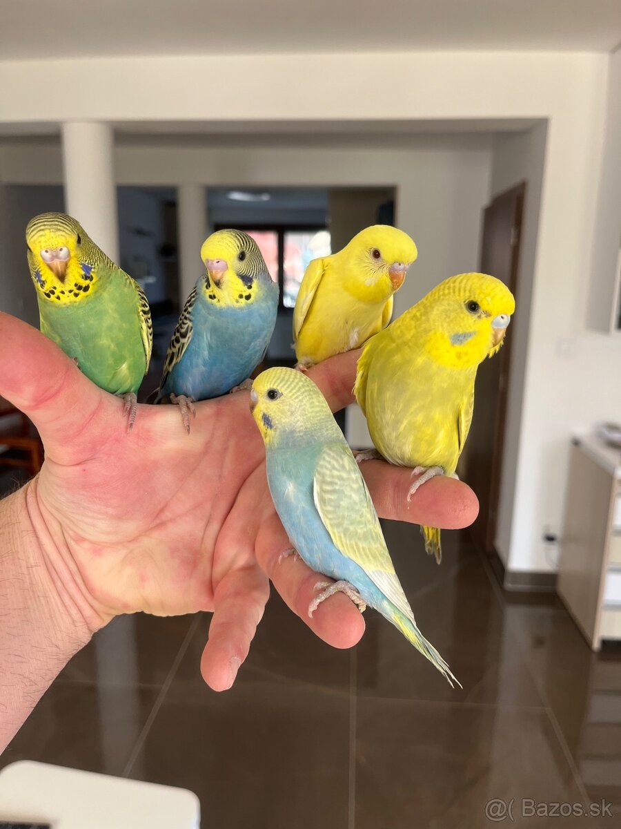 Andulka mlada Maznačik - 10