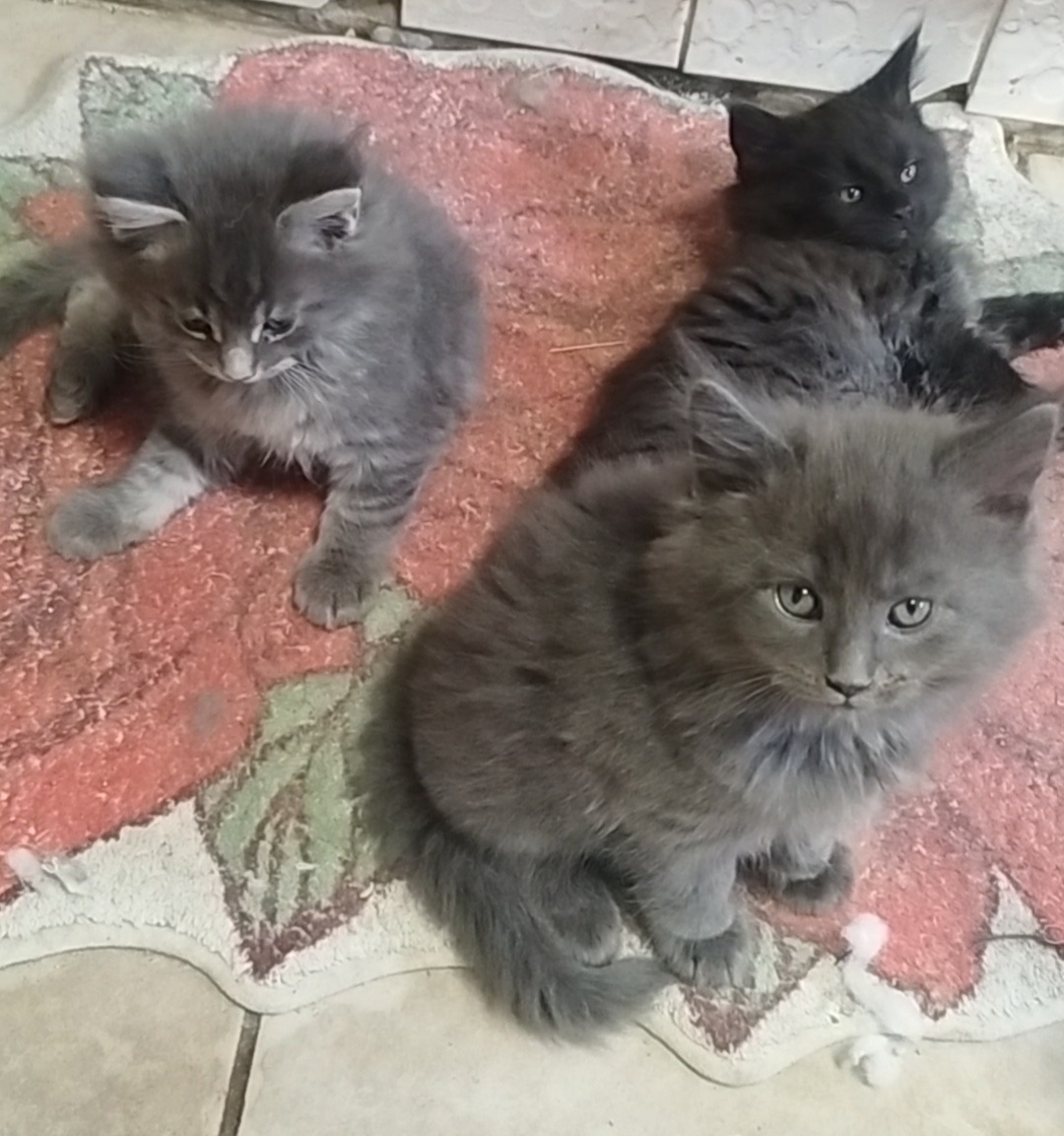 Mainska mývalia mačka - 10