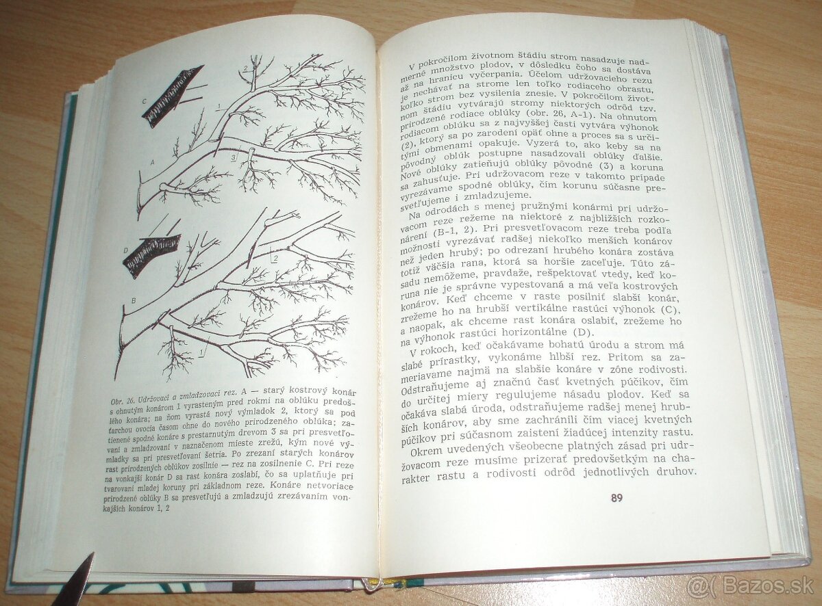 Rez a tvarovanie ovocných drevín - 10