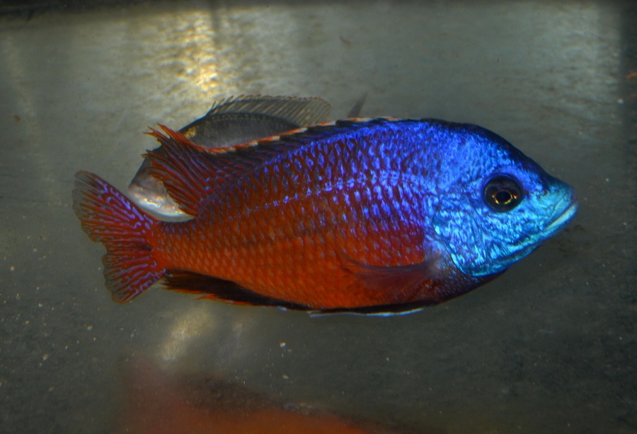 AFRICKÉ CICHLIDY - 10