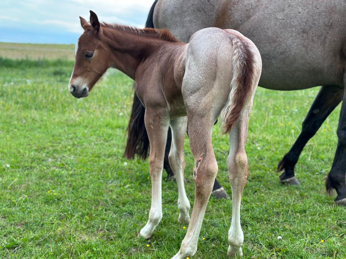 Kobyla Quarter horse - 10