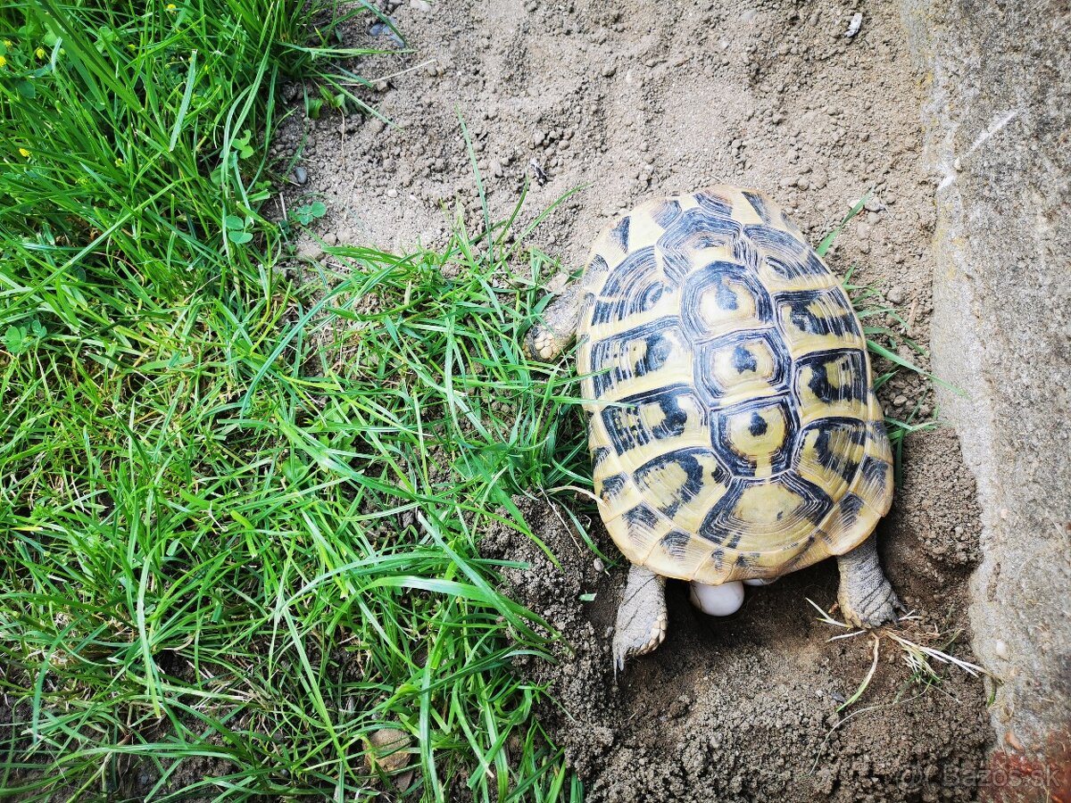 Suchozemska korytnačka zelenkasta - 10