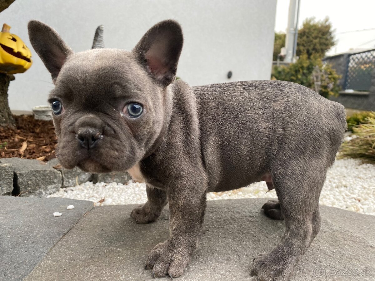 Francuzsky buldoček - 10