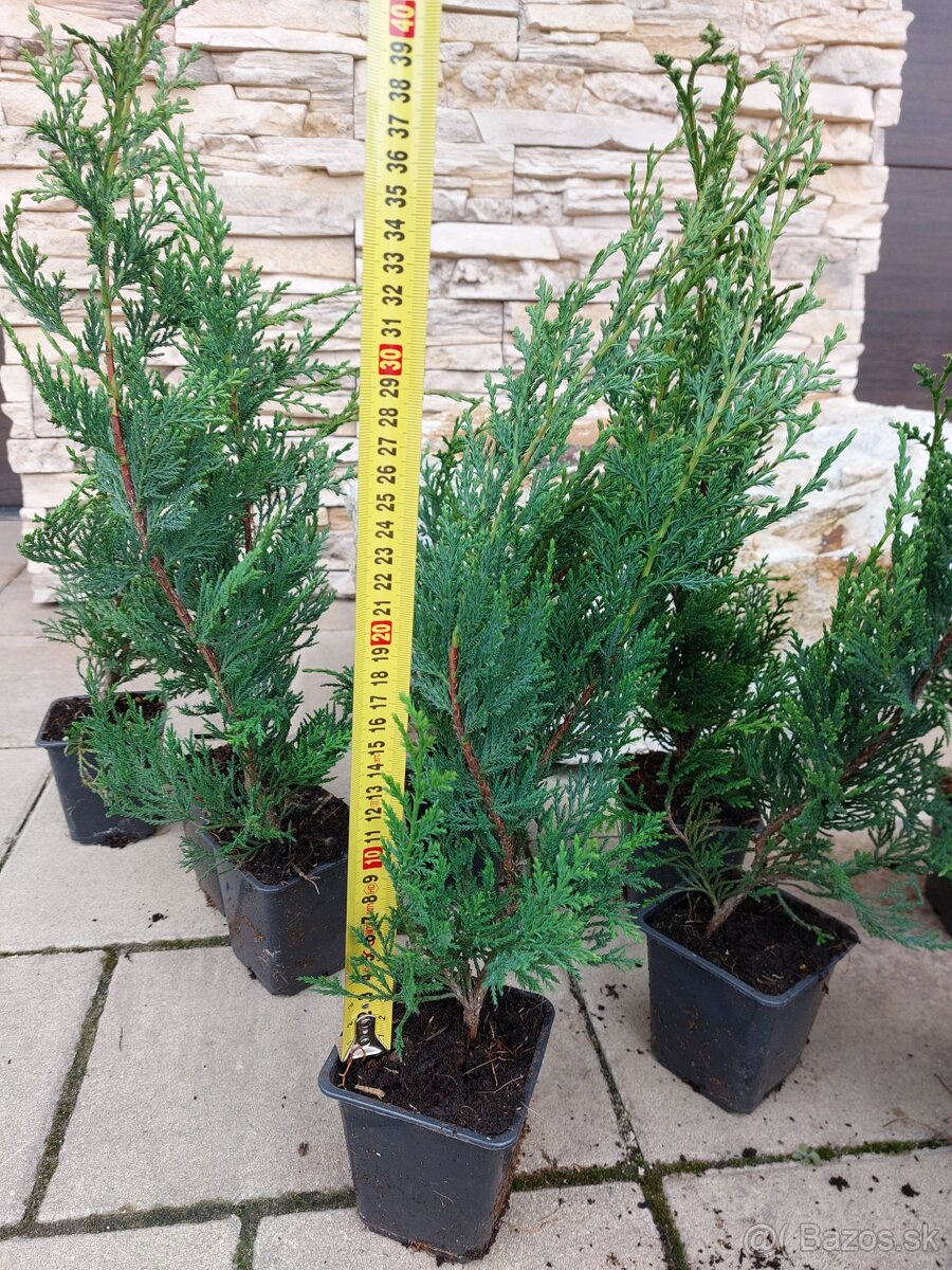 Cyprusovec leylandský (Cupressocyparis leylandii) - 10