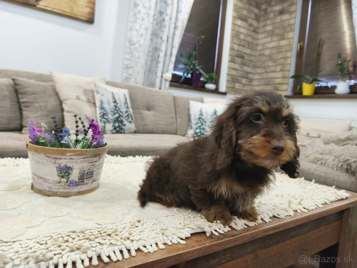 jazvečík trpasličí králičí - 10