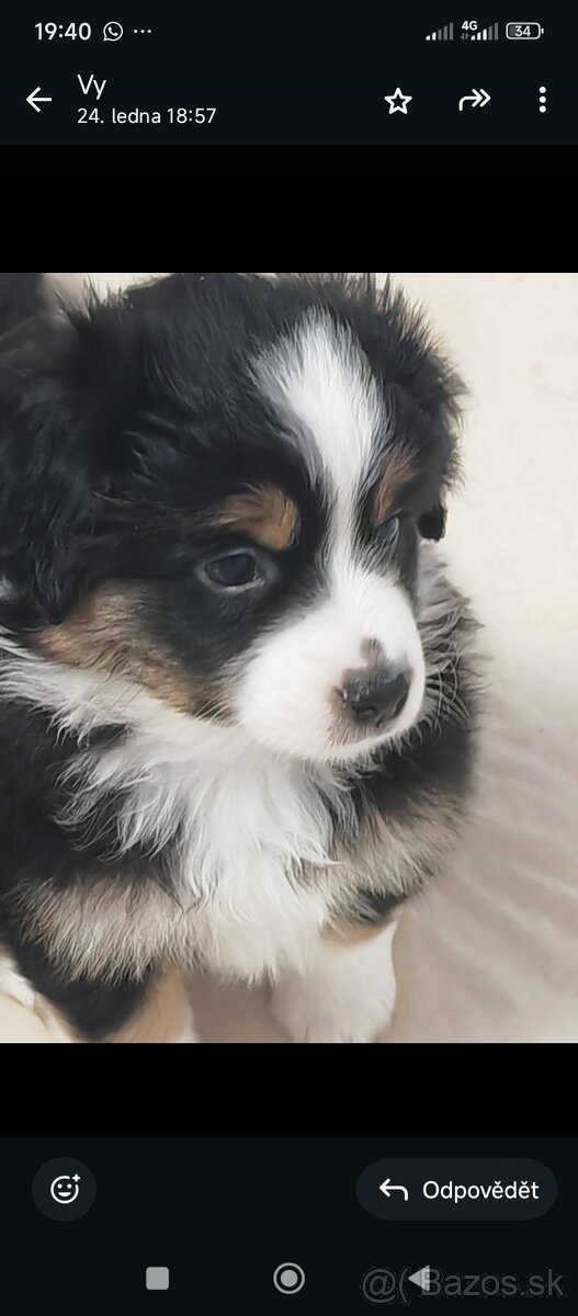 Miniaturní Americký ovčák s PP - 10