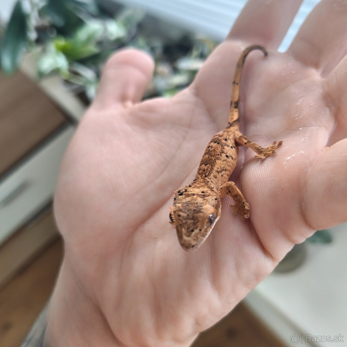 Pagekon riasnatý/Correlophus ciliatus - 10