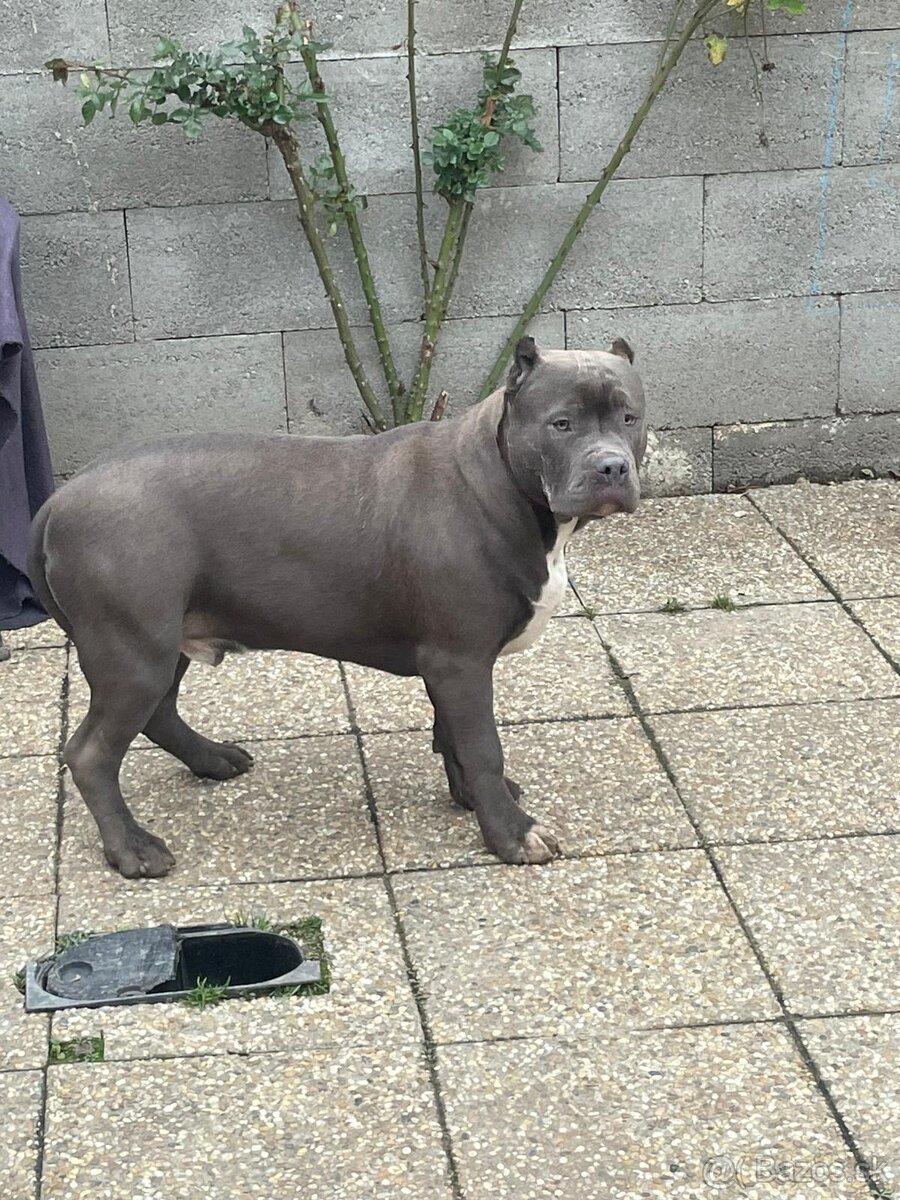 American Bully s PP - 10