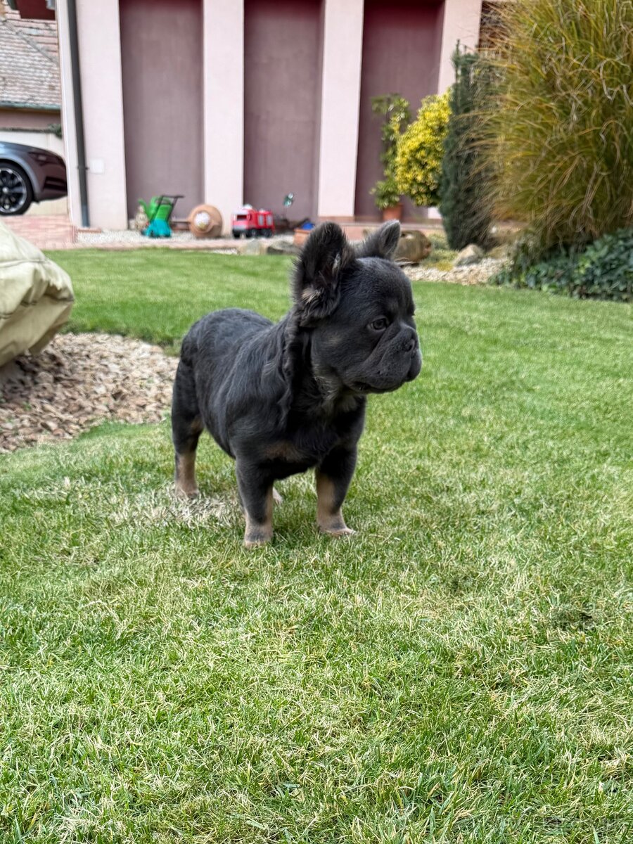 Francuzsky buldoček isabella and tan merle a big rope fenka - 10