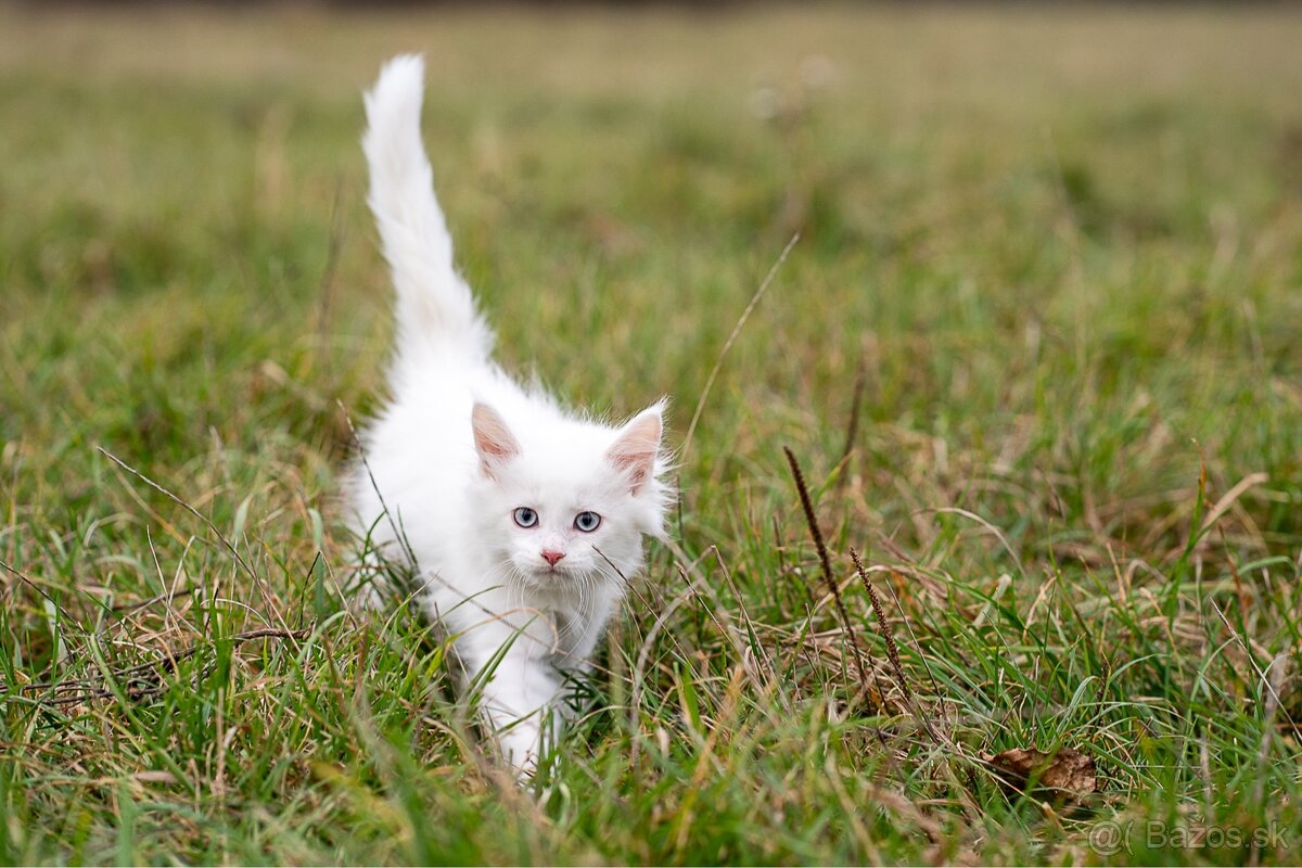 Mačiatka maine coon - 10