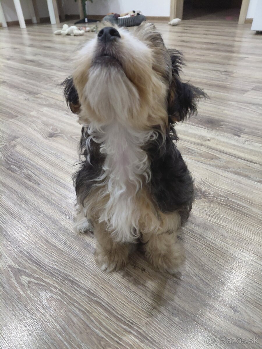 Yorkshirsky teriér - 10