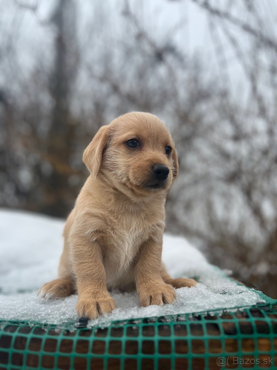 Darujem šteniatka - 10