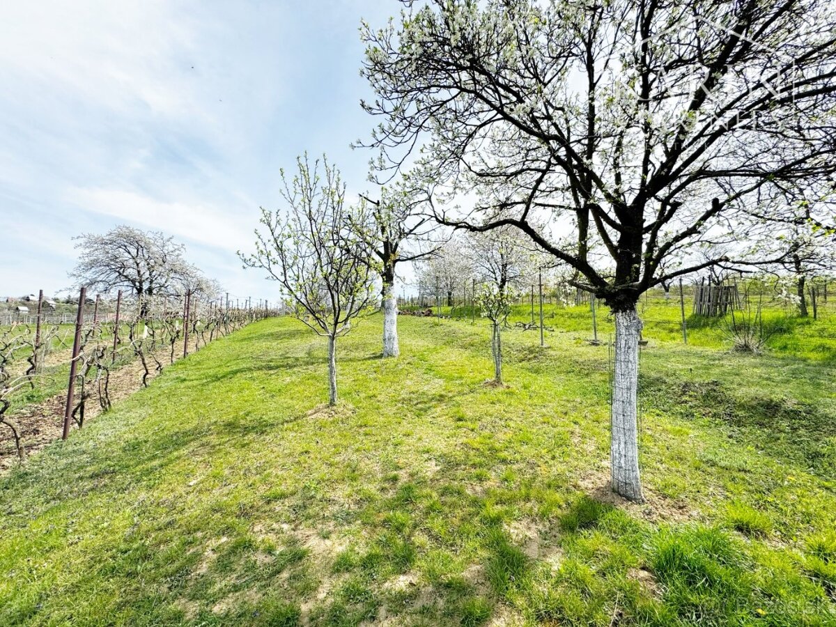 Vinohradnícky domček po reko aj s vinohradom, za Líštinami - 10