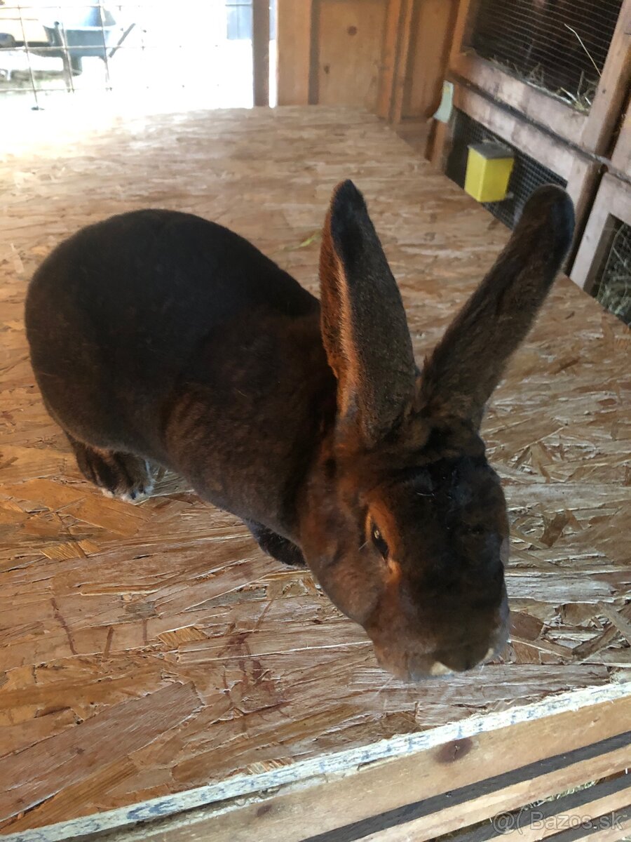 Dalmatinsky trojfarebný Rex,Kastorex,Burgundsky - 10