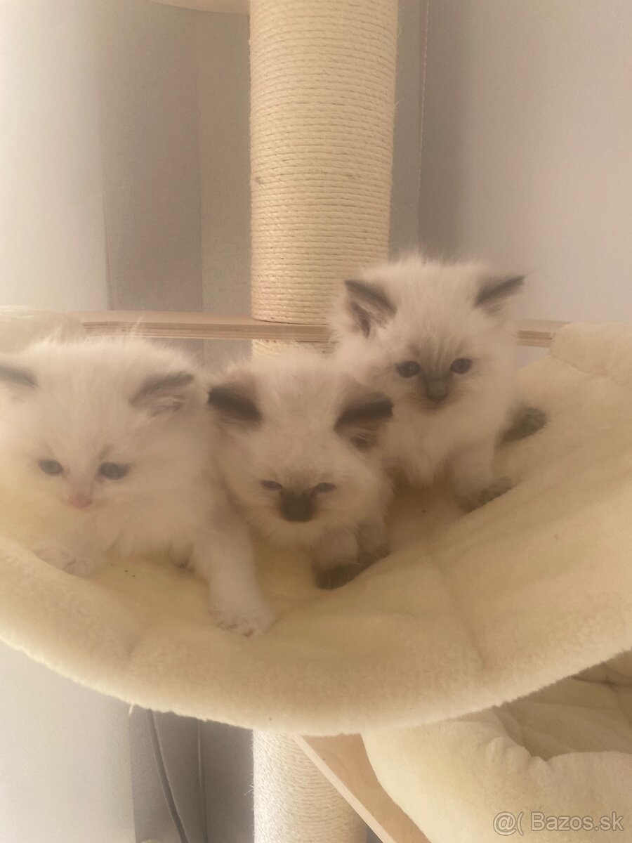 Ragdoll mačiatka bez PP-poslední 3 voľní kocúrikovia - 10