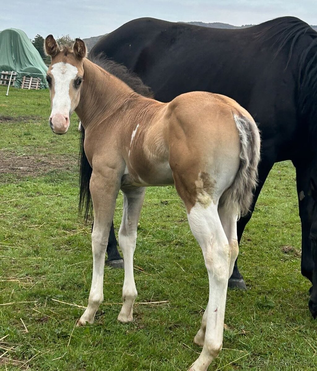 Zrebcek Aph Buckskin overo/sabino - 10