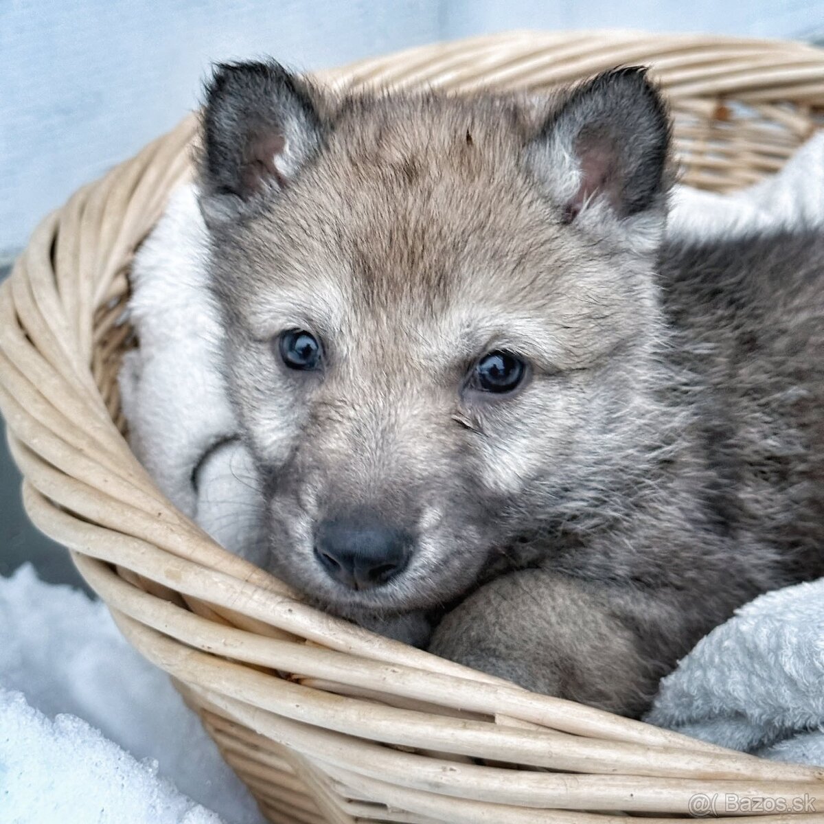 Československý vlčiak s PP - 10