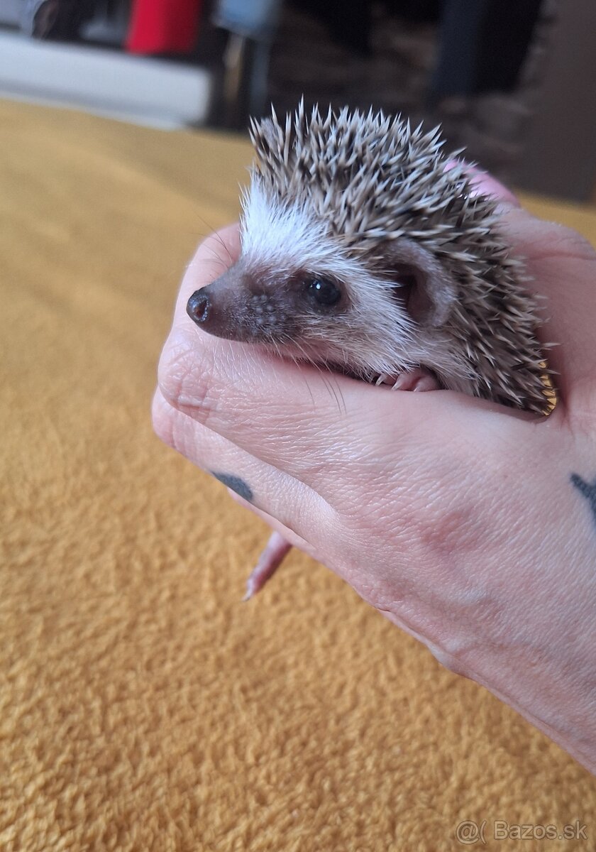 Ježko africký bielobruchý-samička - 10