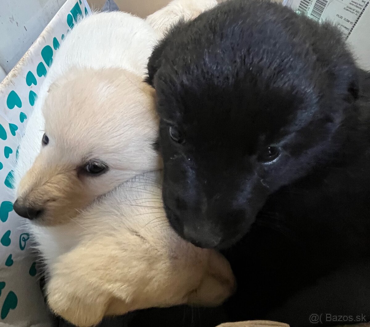 Darujem šteniatka - 10