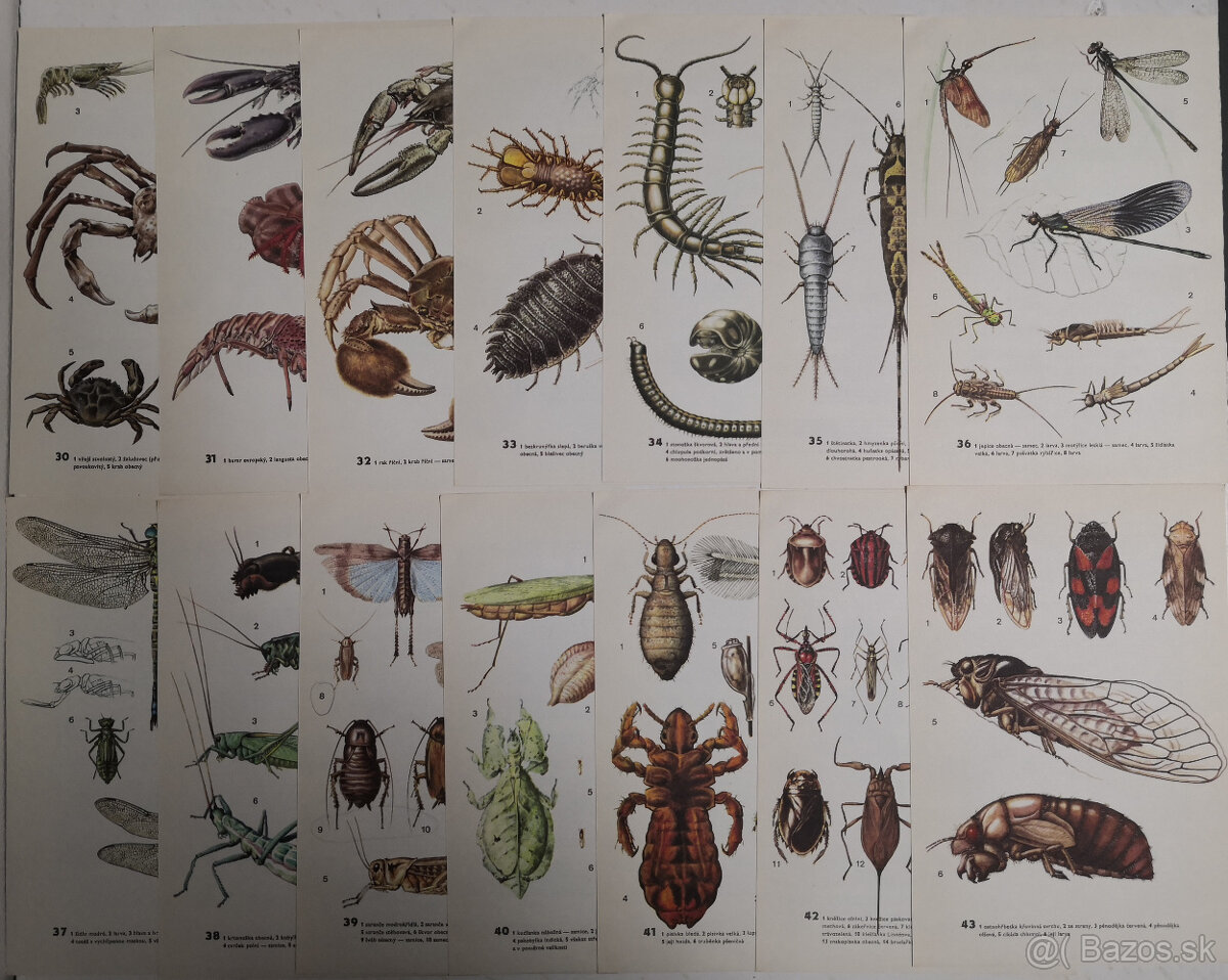 Atlas bezobratlých - 10