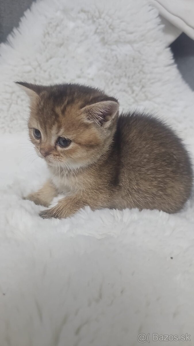 Britská cincila - 10