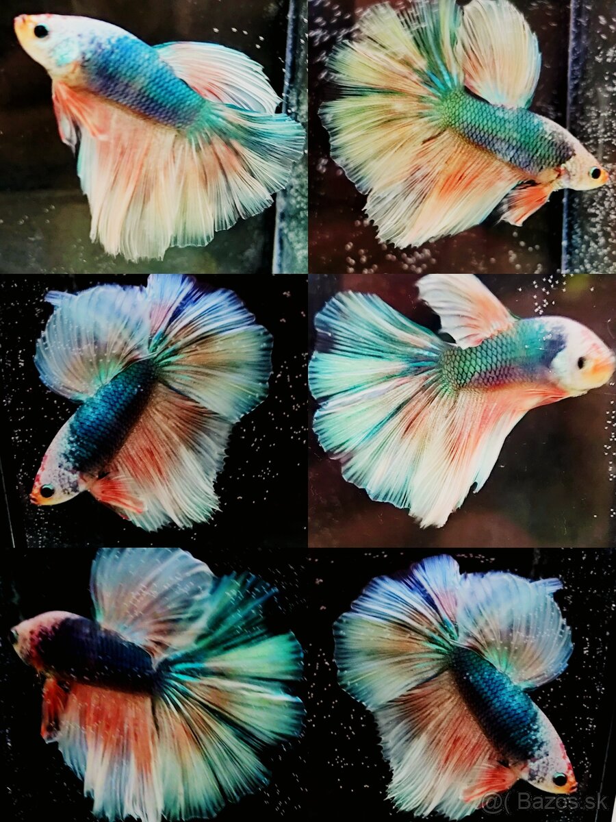 Betta Splendens - Bojovnica Pestrá. - 10
