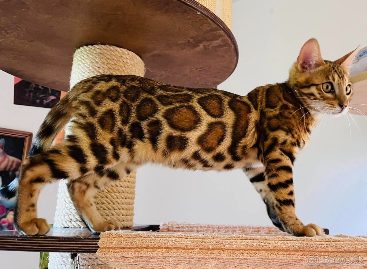 Bengalska mačka - 10