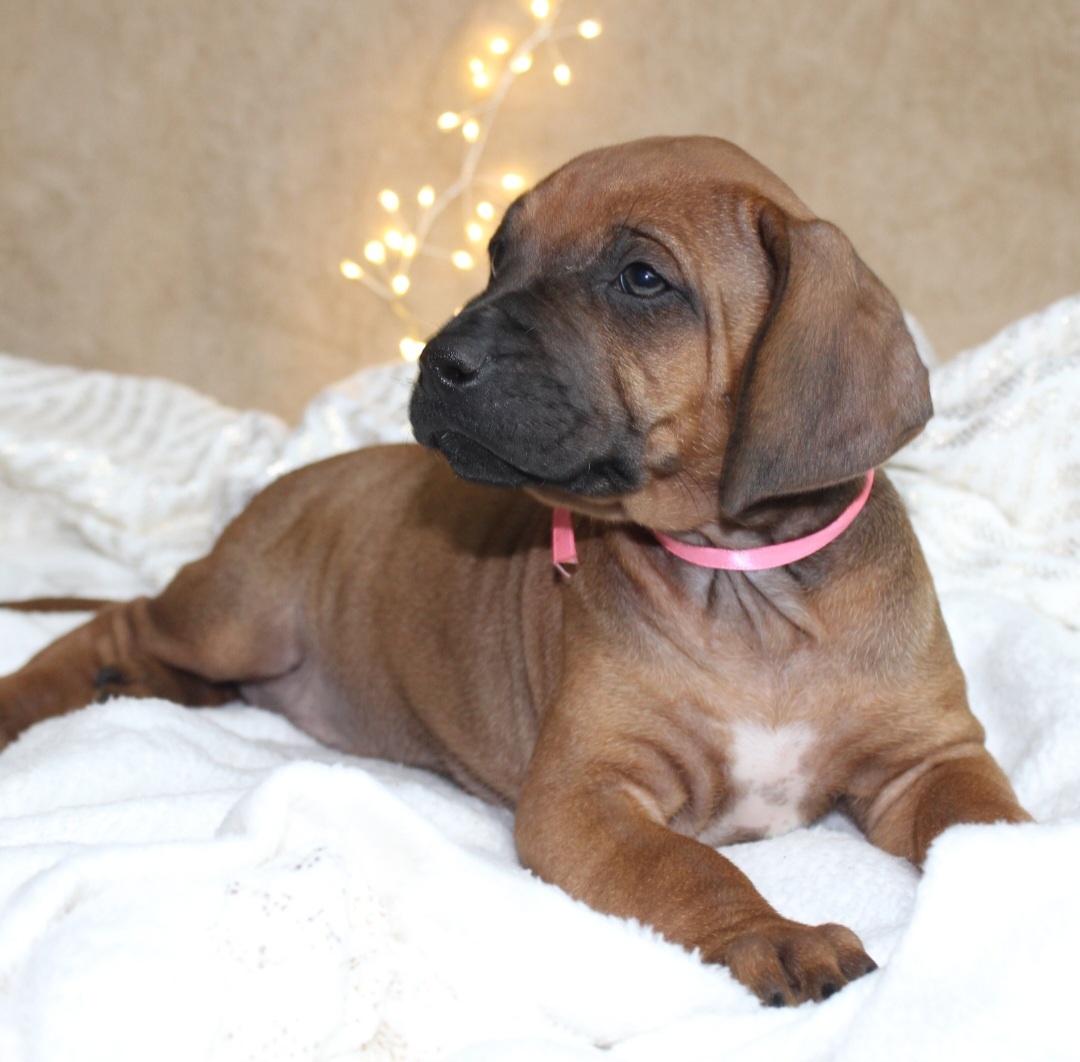 Rodézsky Ridgeback - 10