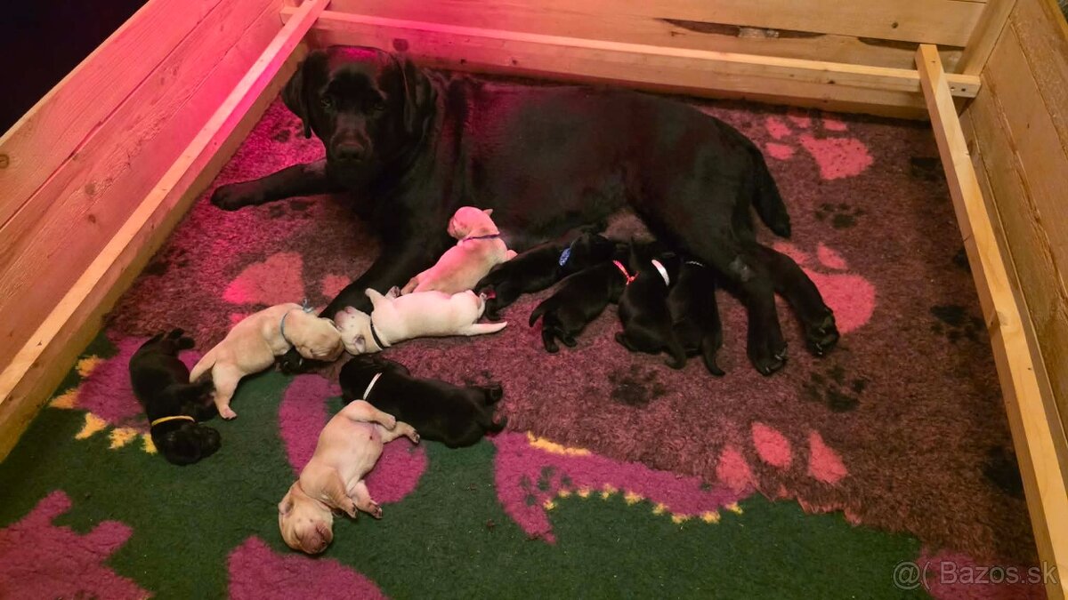 Labrador retriever - šteniatka - 10