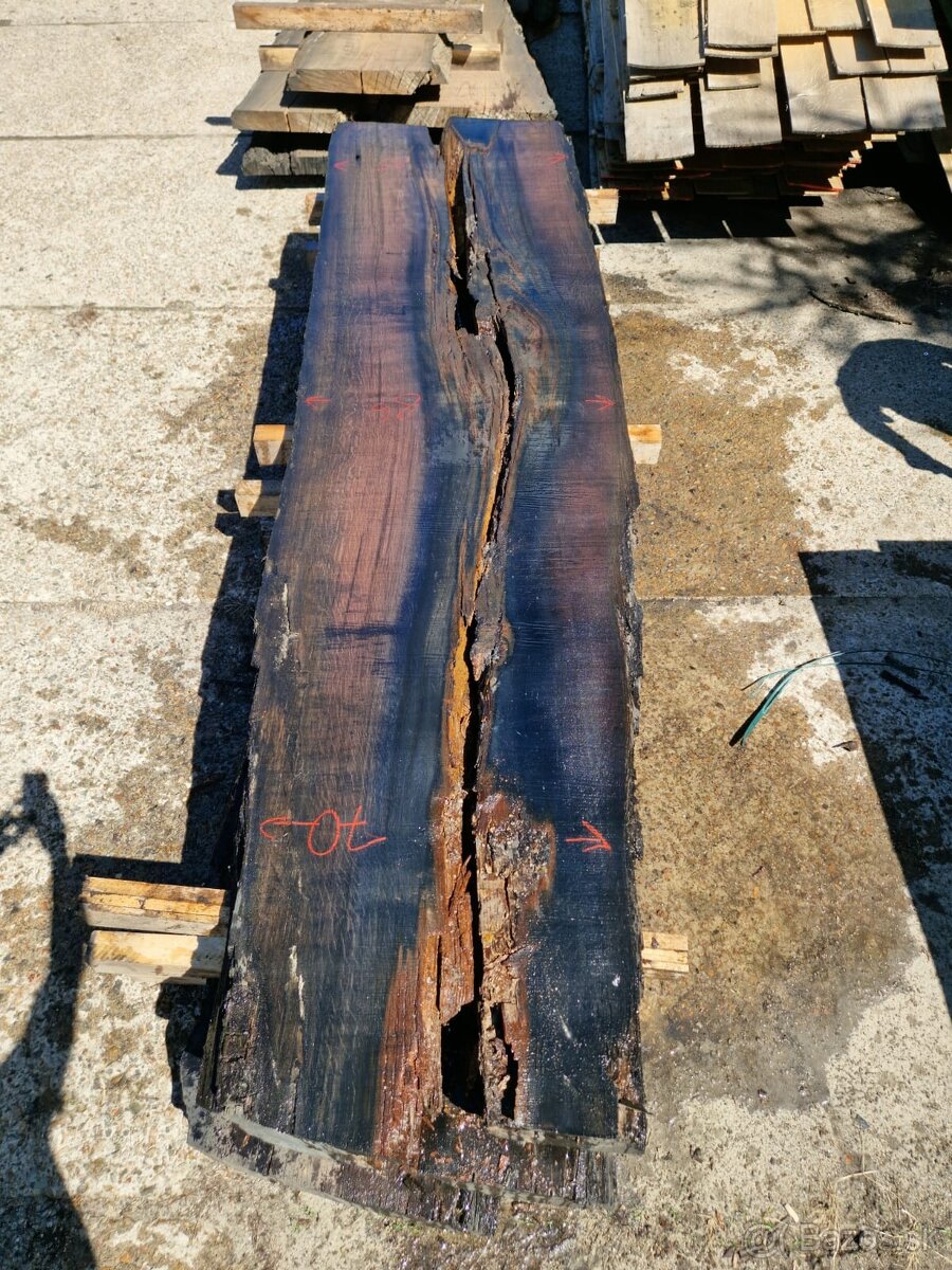 Dub bahenny, mooreiche, dub subfosilny - 10