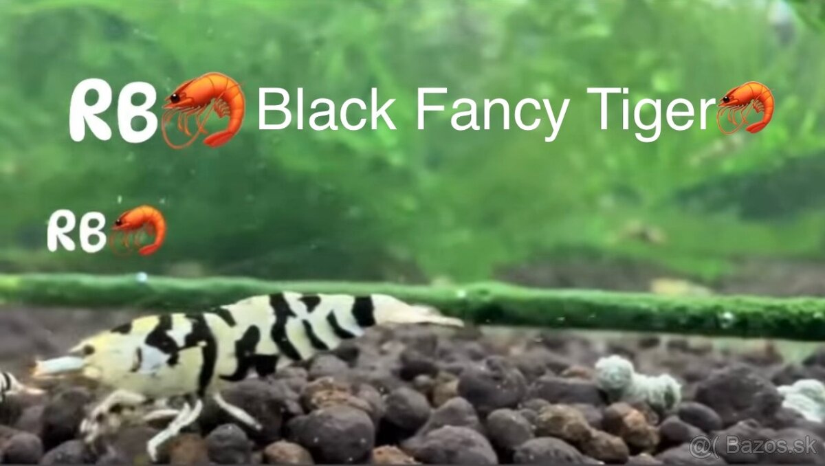 PREMIUM AKVA KREVETKY🦐Caridina a Neocaridina- Odber Zilina - 10