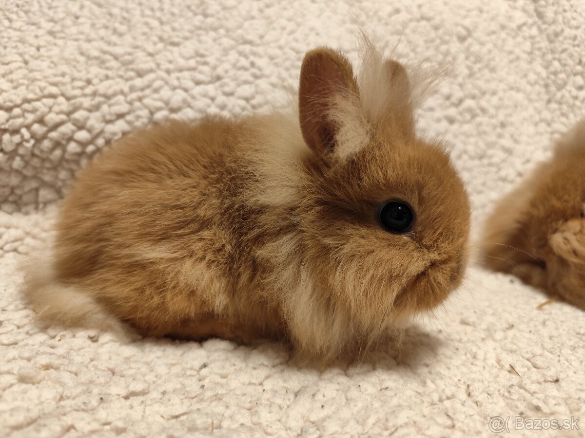 Teddy Hegyeshalom - 10