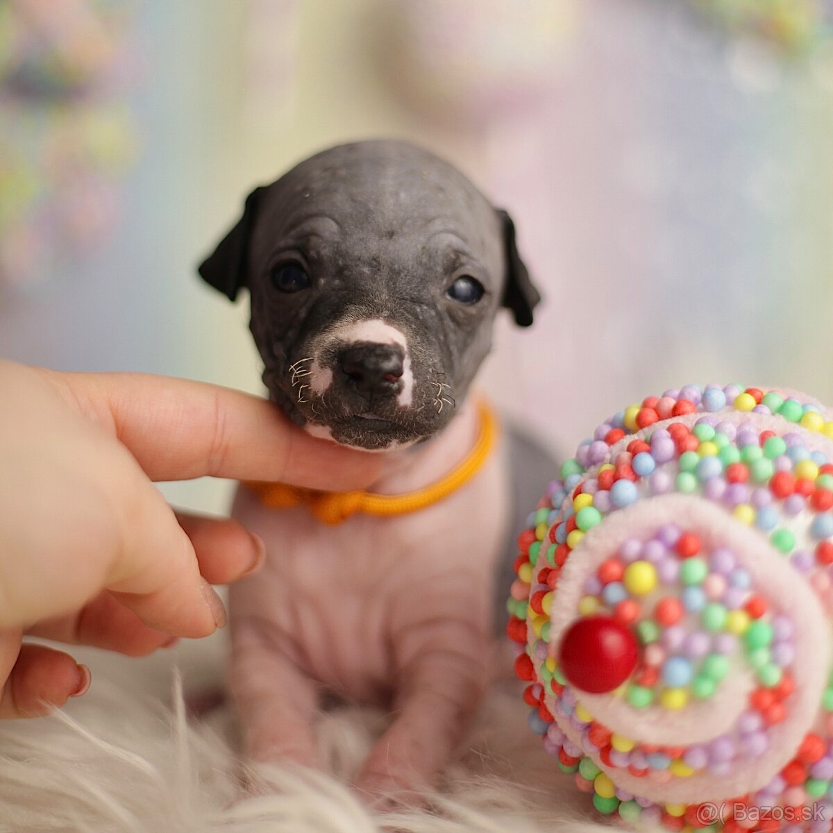 Americký bezsrstý teriér s PP FCI - 10