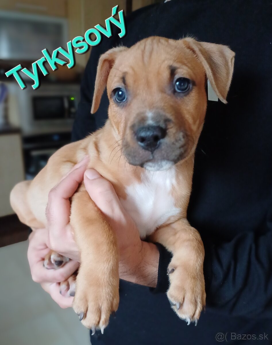 Americký stafordširský teriér - 10