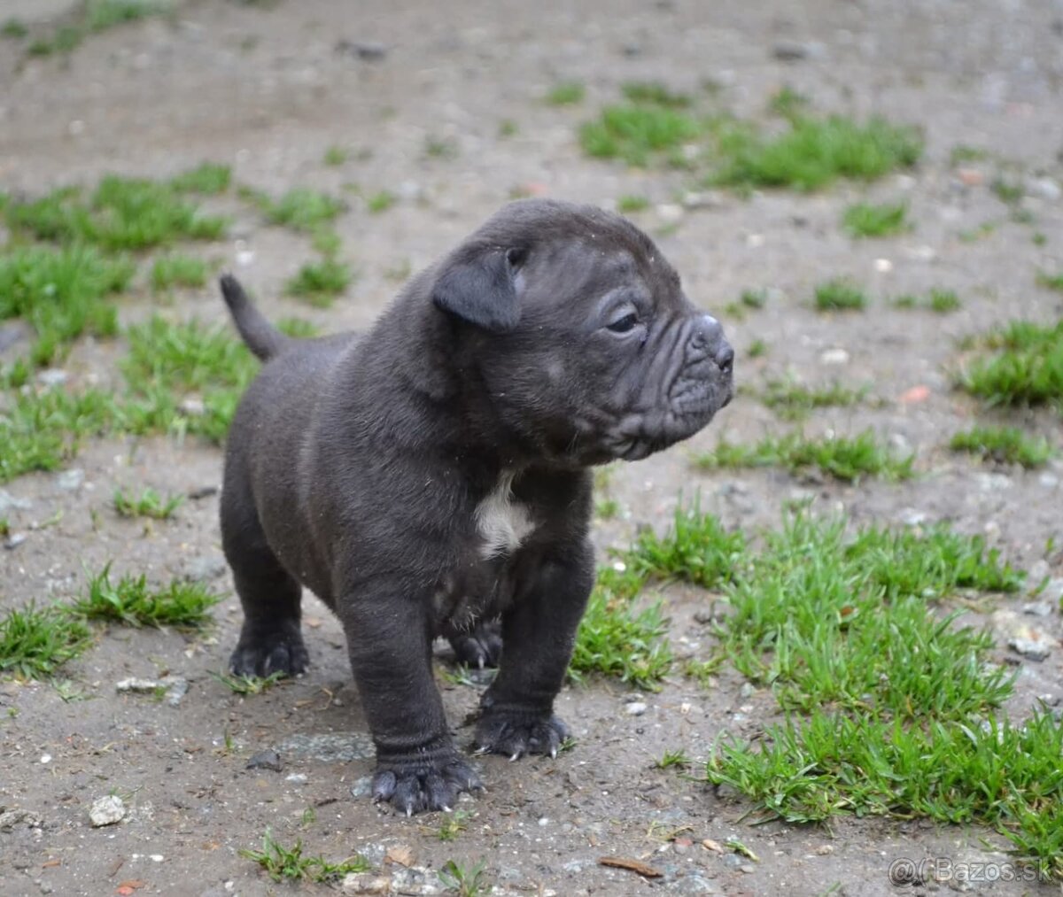 Crossbreed bully 75% - 10