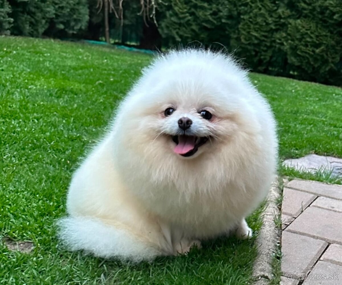 Pomeranian s pp FCI - 10