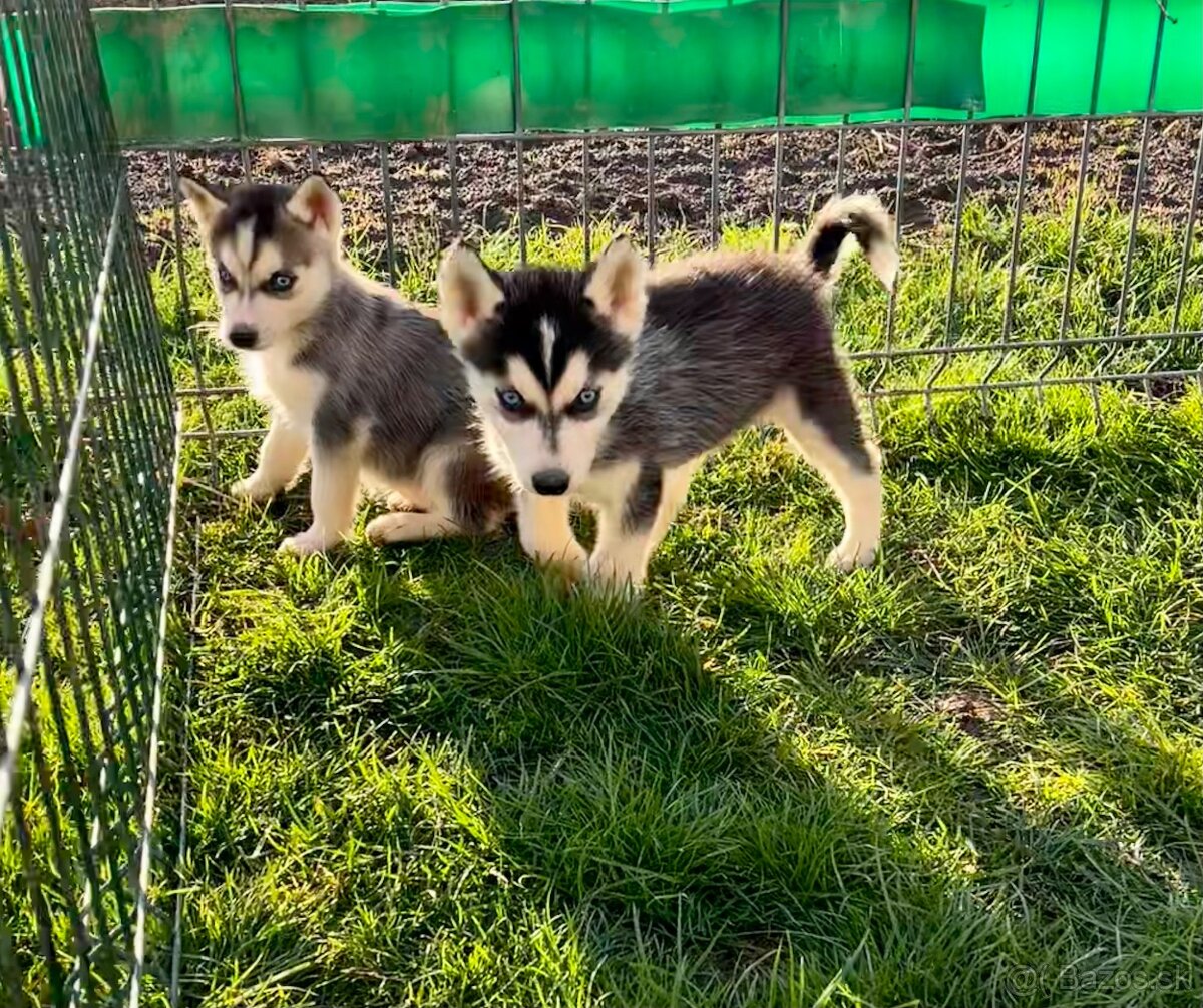 Steniatka sibirsky husky - 10