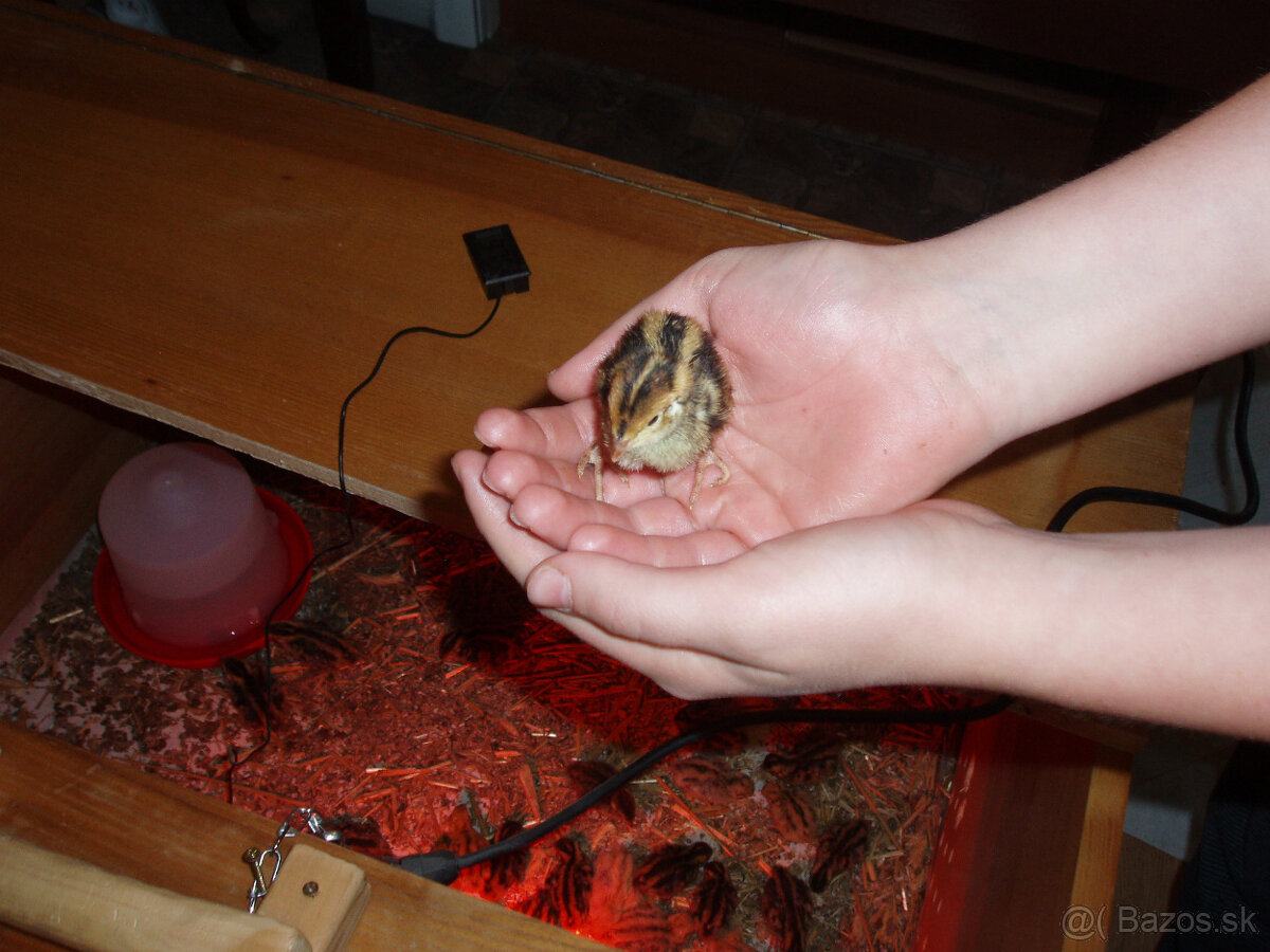 prepeličie vajíčka - 10