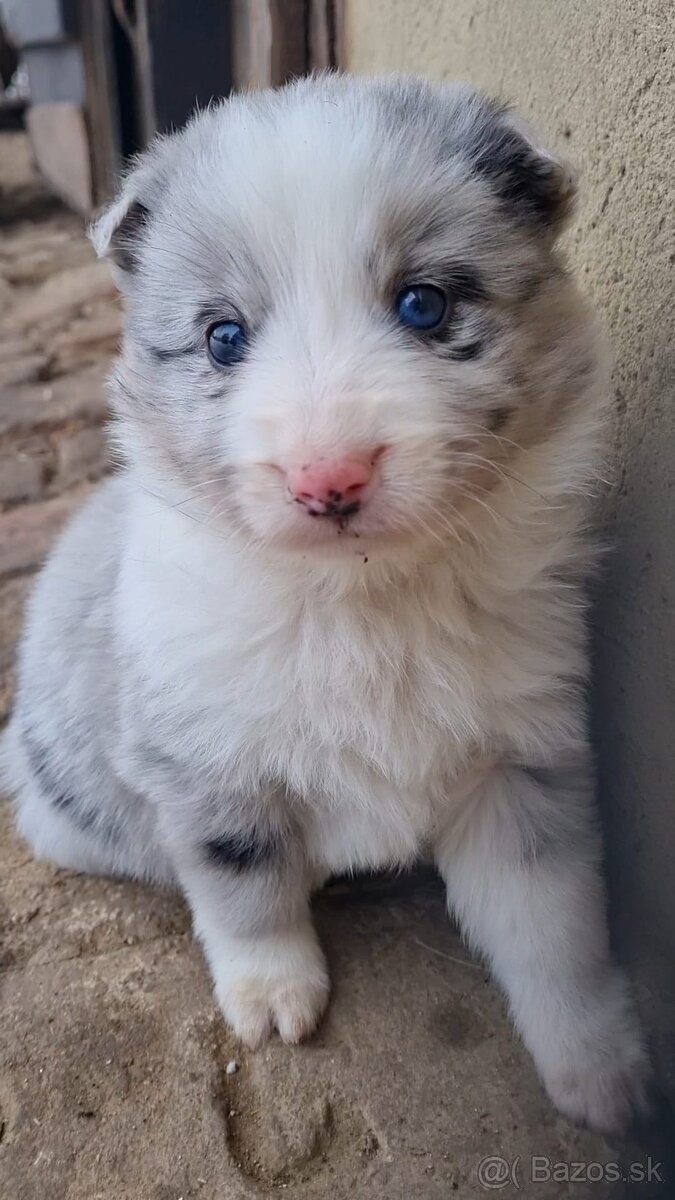 Steniatka border kolia - 10