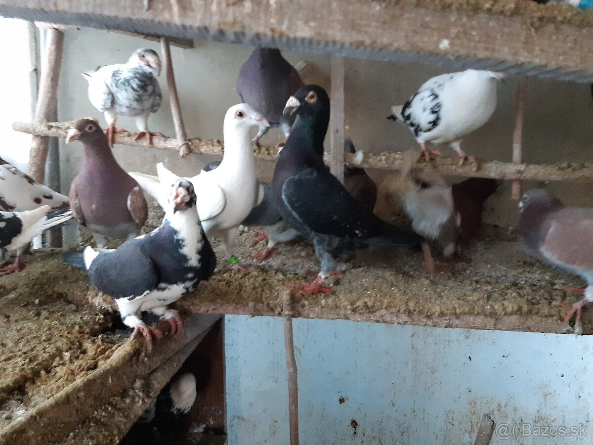 Predám poštové holuby - 10
