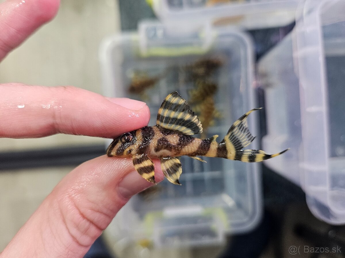 L 333 Gold line AAA - odchov - 10