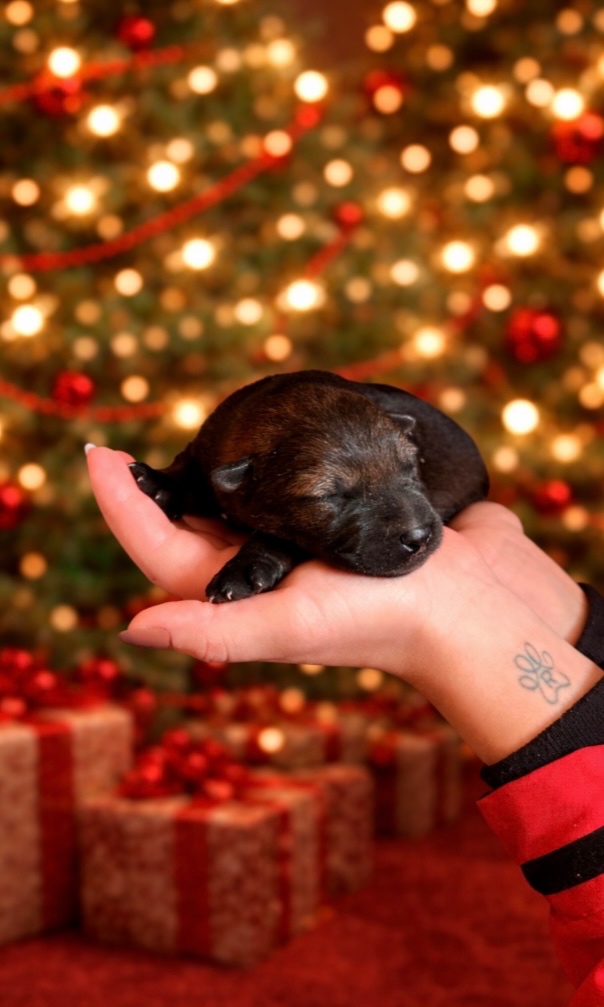 Nemecký ovčiak s PP - 10