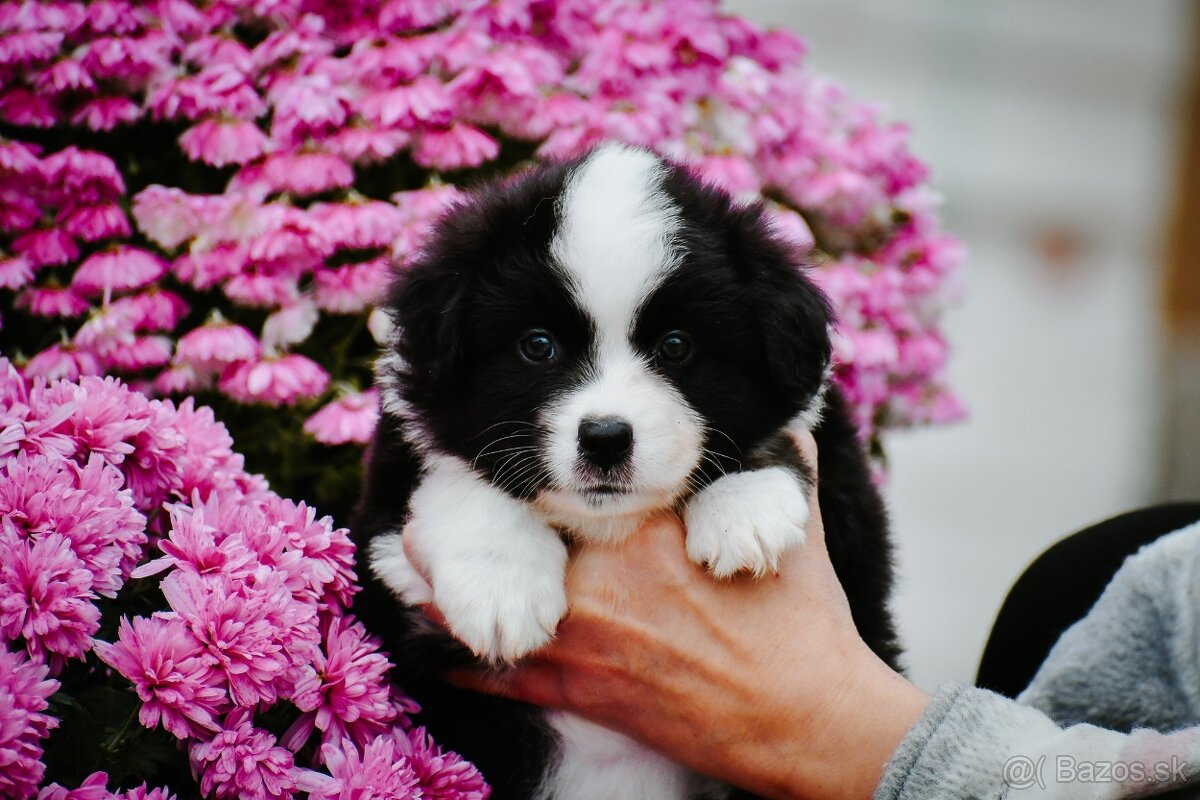 Miniatúrny americký ovčiak - 10