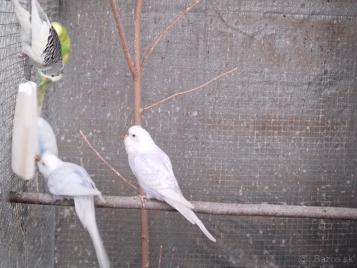 Predám vtáctvo - 10