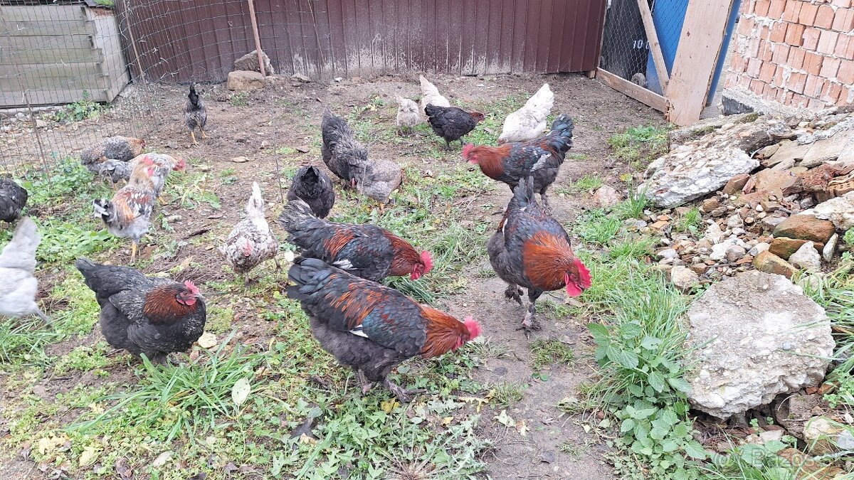 Kohuty Marans Medenokrka - 10