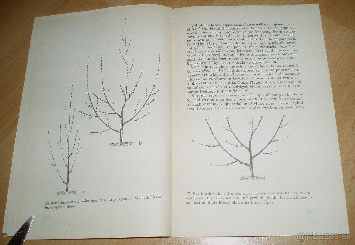 Řez ovoných dřevin - 10