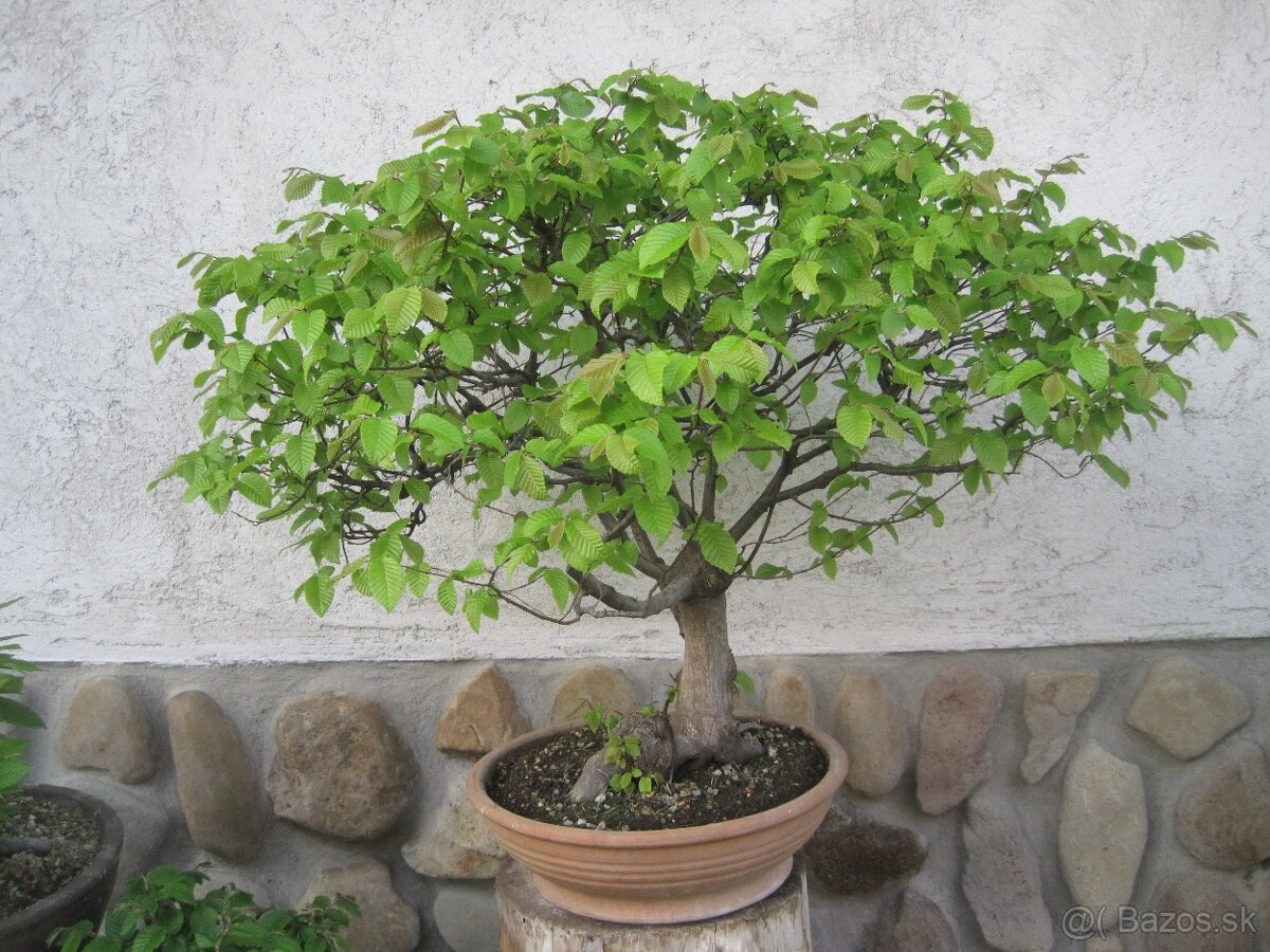 bonsai,bonsaj-hrab 9 - 10