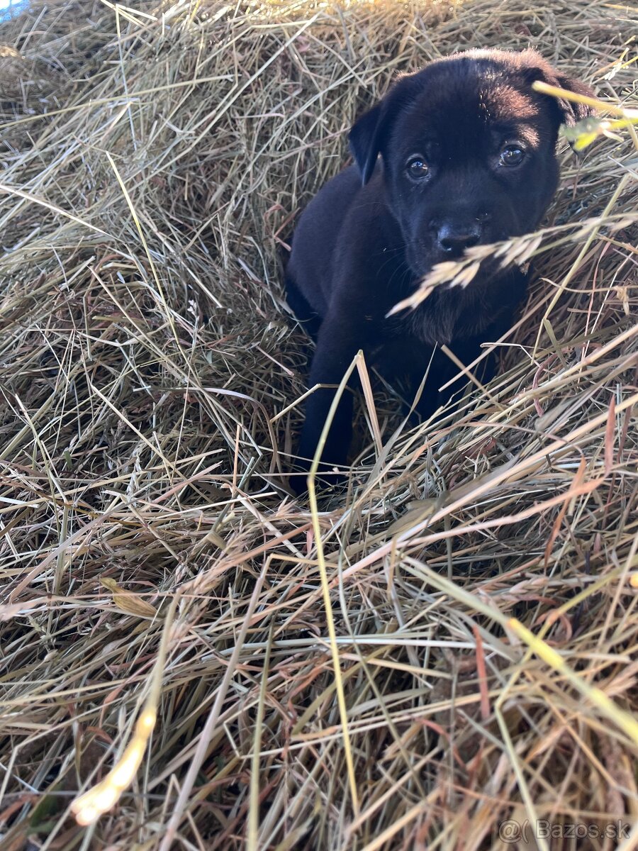 Darujem steniatka - 10