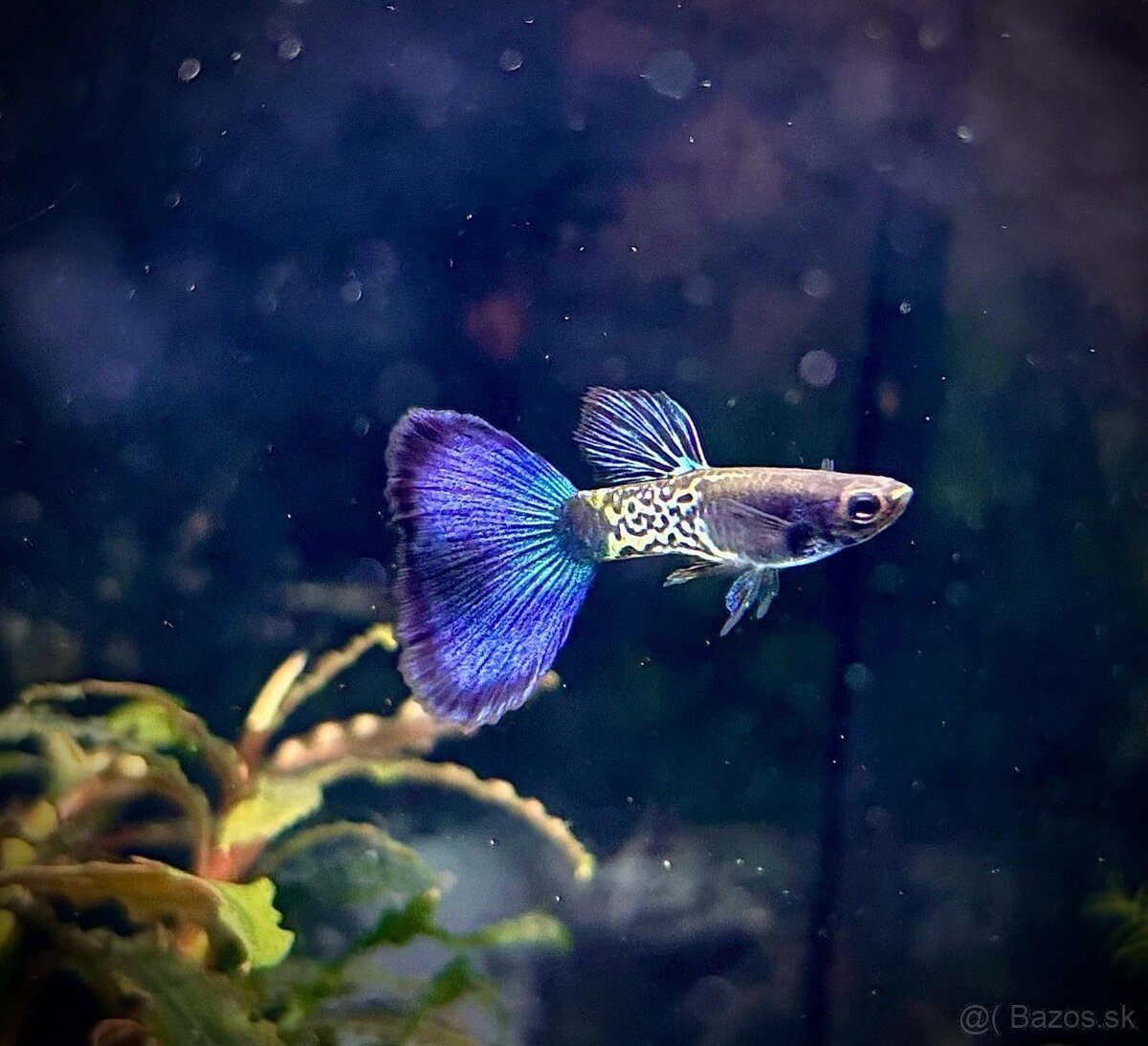 gupky (čisté formy) - 10